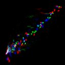 c3wb1i1e3-jpg_c5wb1i1e3-jpg_rgb_thumb